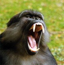 Les animaux baillent aussi, comme ce macaque ouvrant en grand sa bouche