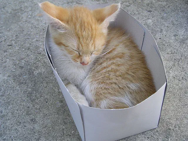 Dormir : même les chats dorment Dormir : même les chats dorment