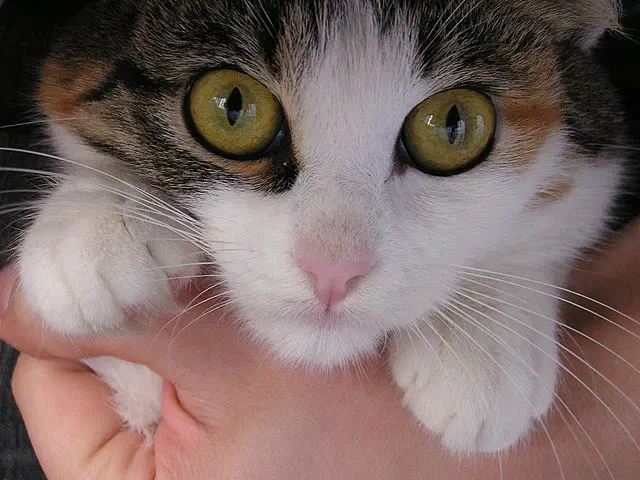 Deux yeux et pourquoi pas ceux d’un chat ?