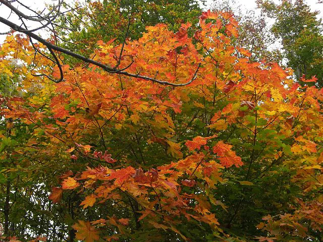 Feuilles en Automne