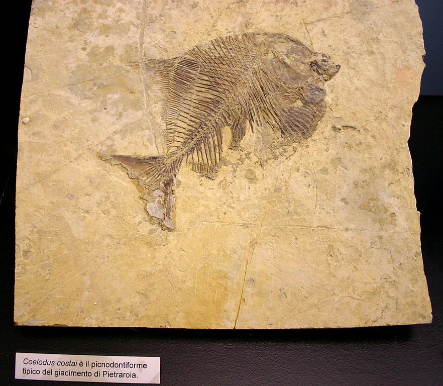 Fossile de poisson