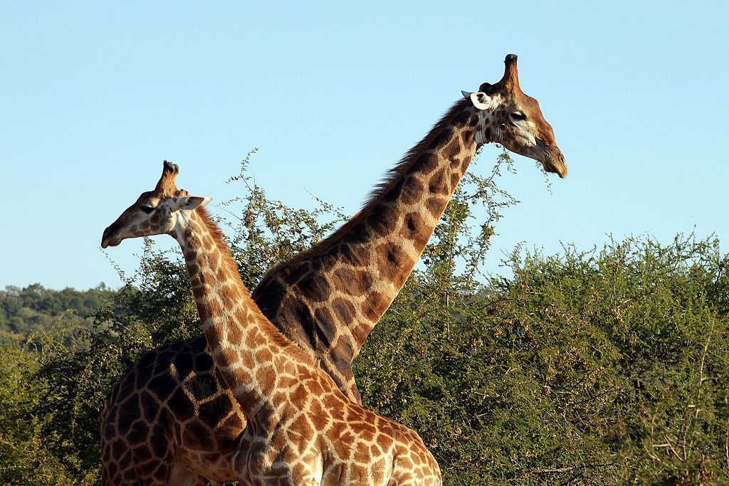 Cous croisés de girafes, dans la réserve animalière de Madikwe, en Afrique du Sud