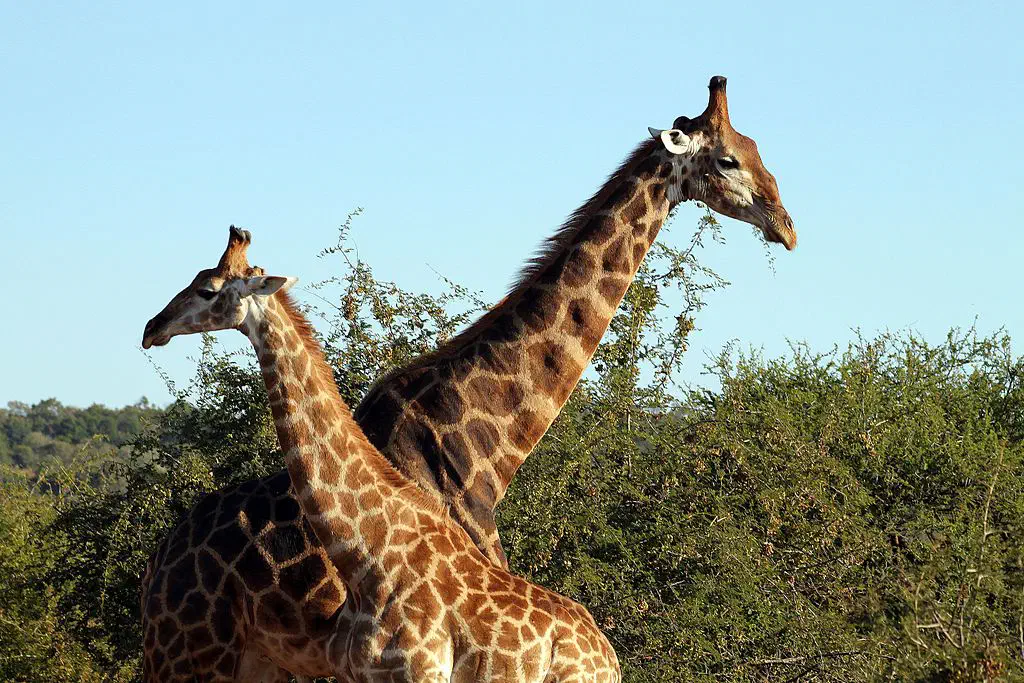 Cous croisés de girafes, dans la réserve animalière de Madikwe, en Afrique du Sud Cous croisés de girafes, dans la réserve animalière de Madikwe, en Afrique du Sud