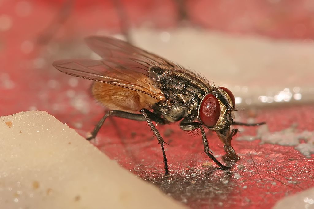 La mouche domestique de l&rsquo;espèce Musca domestica