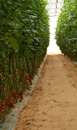 Tomates cerises Tomates cerises