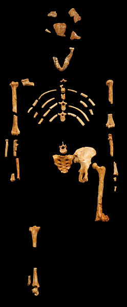 Squelette de &ldquo;Lucy&rdquo;, Australopithecus afarensis du Museum national d&rsquo;histoire naturelle