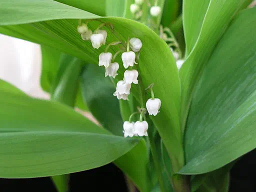 Muguet de mai Muguet de mai