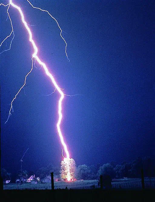 Un éclair d’orage frappe un arbre