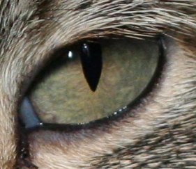 Pupille de chat