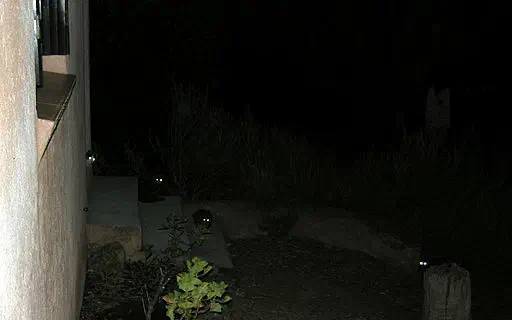 Chatons dans le noir Chatons dans le noir