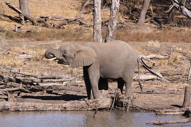 Elephant s’hydratant avec sa trompe
