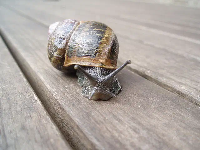 Escargot