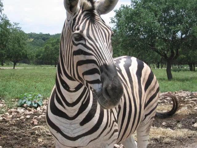 Visage de zèbre